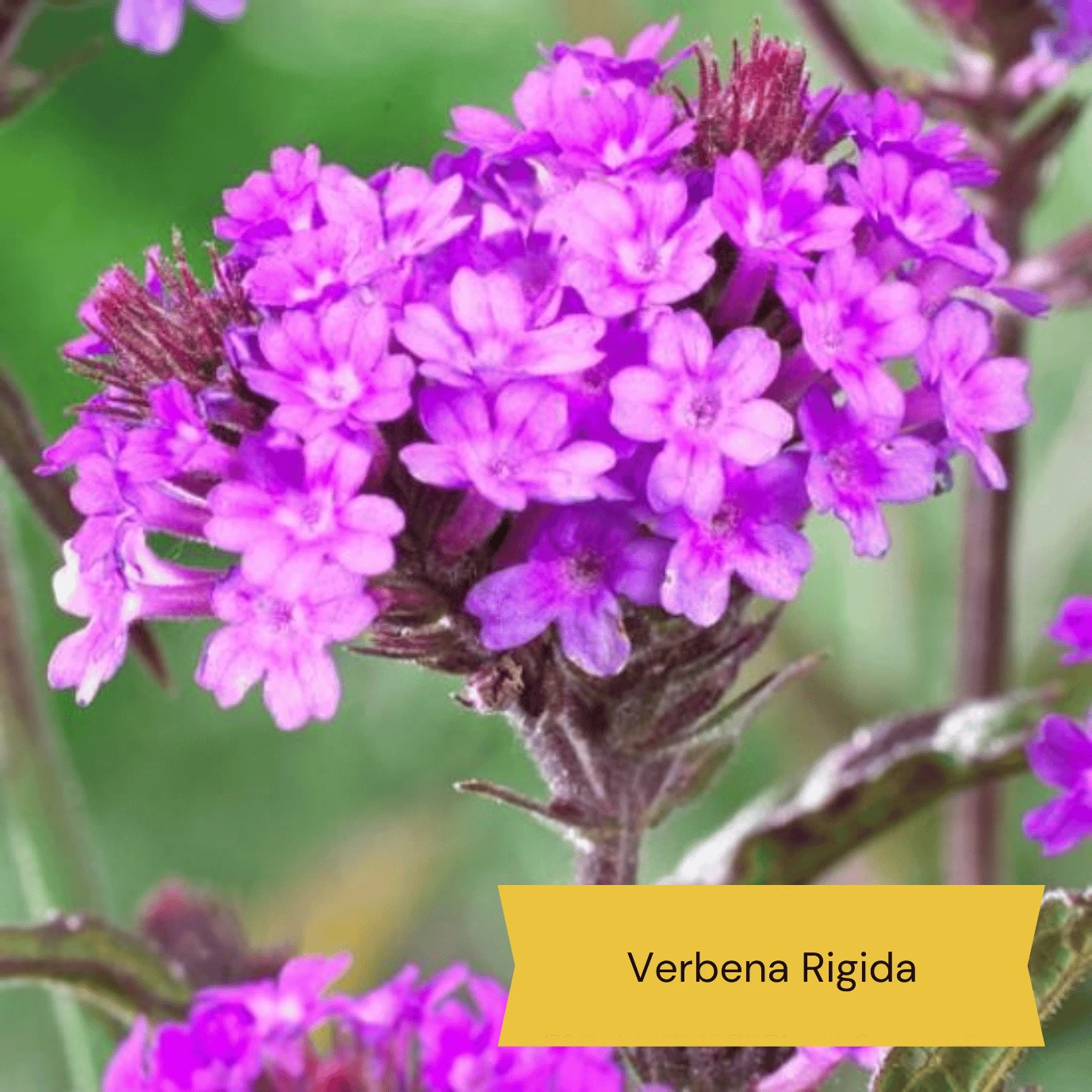 Top Tall Perennials | Plants For Height And Structure - Image 5