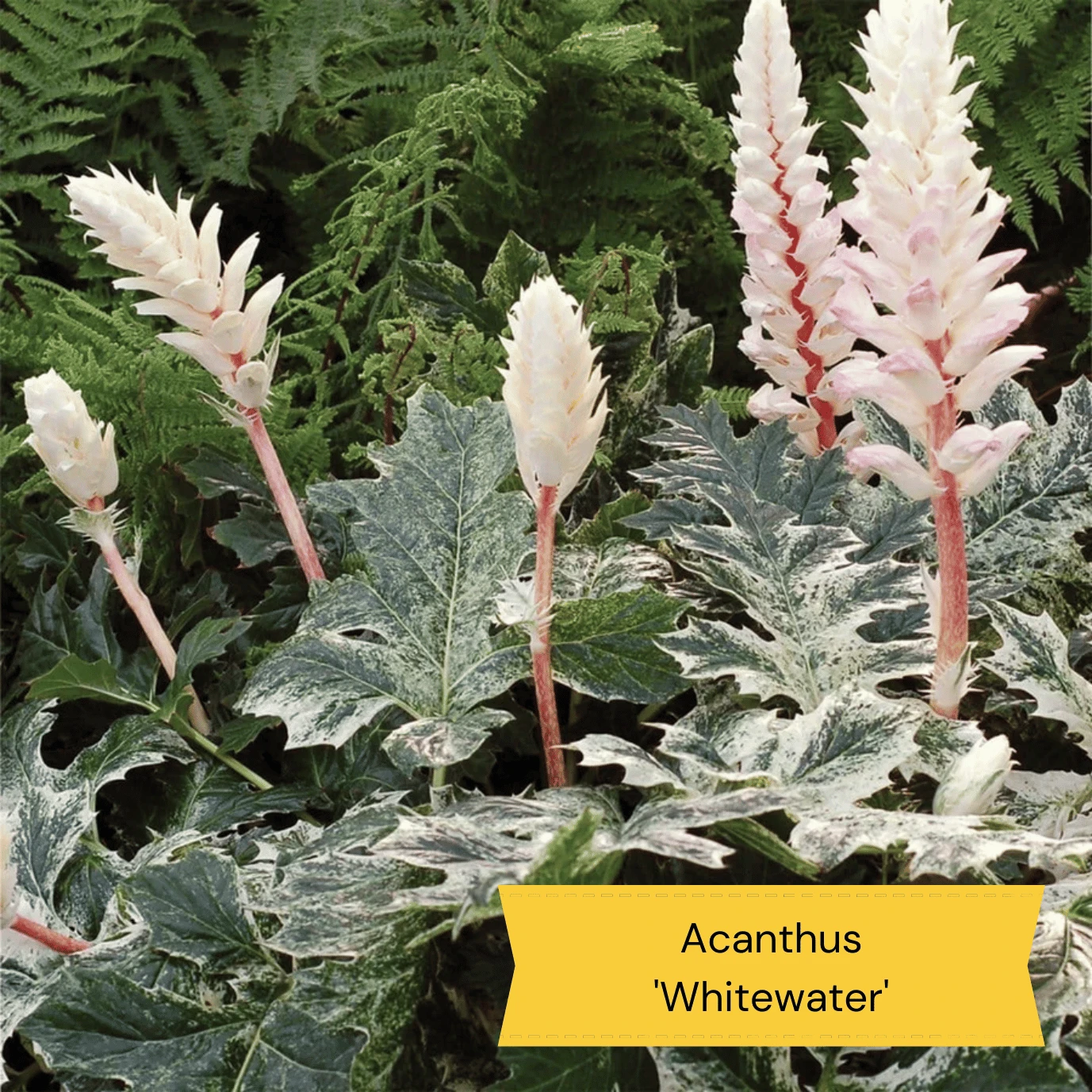 Best Ground Cover Plants | A Carpet Of Flowers - Image 11