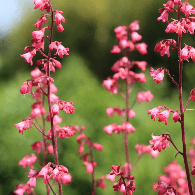 Heuchera 'Paris' - Image 3