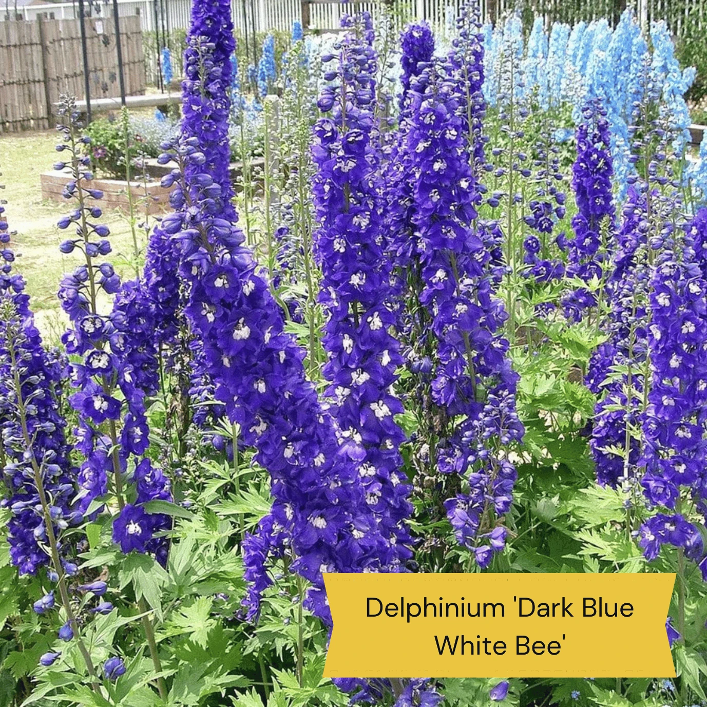 Top Tall Perennials | Plants For Height And Structure - Image 6