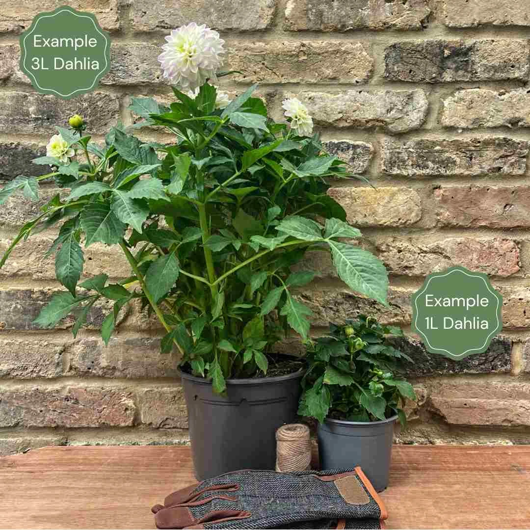 Dahlia 'Black Touch' - Image 2