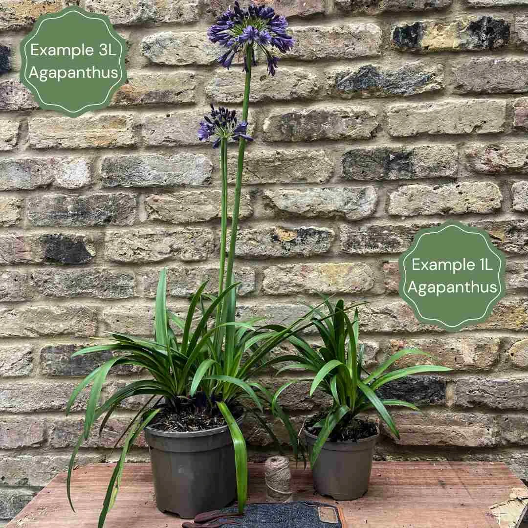 Agapanthus 'Poppin Purple' | 7.5L - Image 3