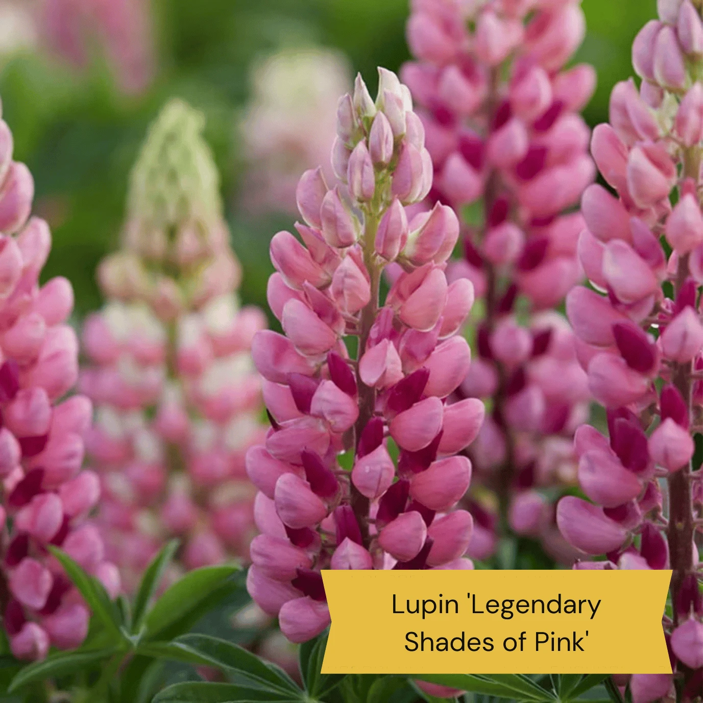 Top Tall Perennials | Plants For Height And Structure - Image 9