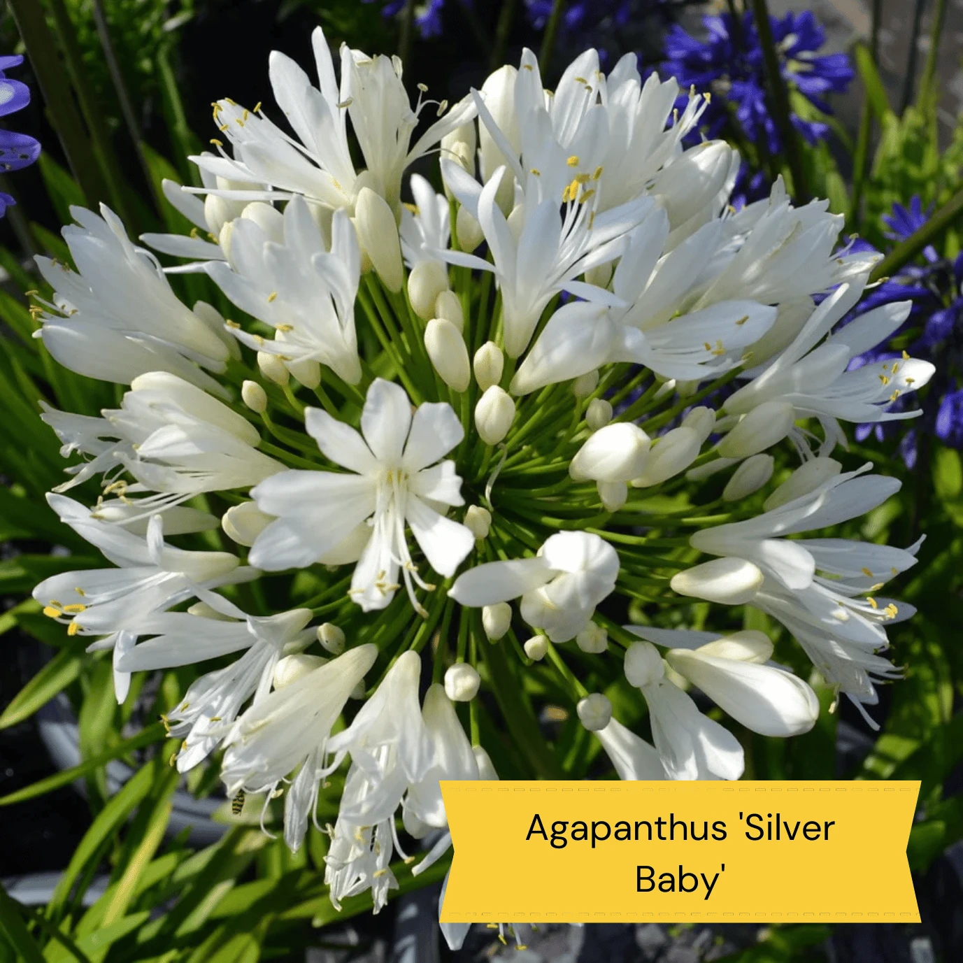 Top Tall Perennials | Plants For Height And Structure - Image 10