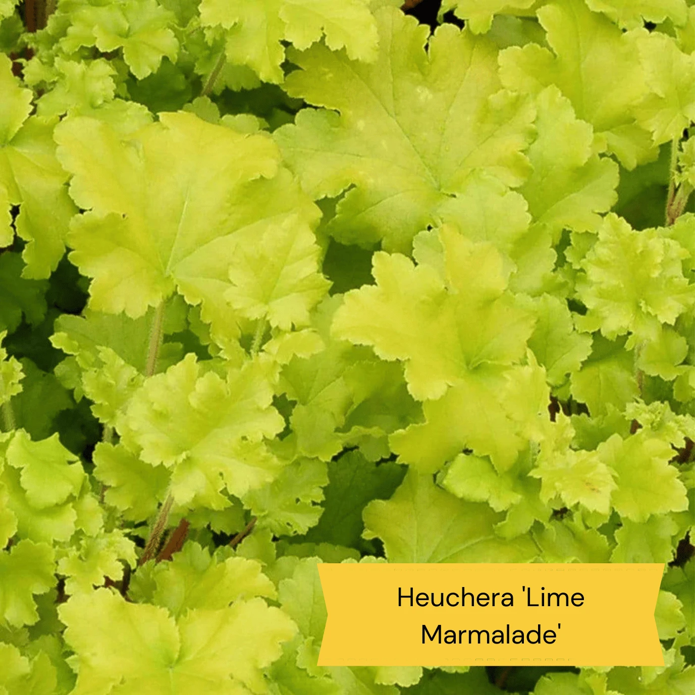 Best Ground Cover Plants | A Carpet Of Flowers - Image 7