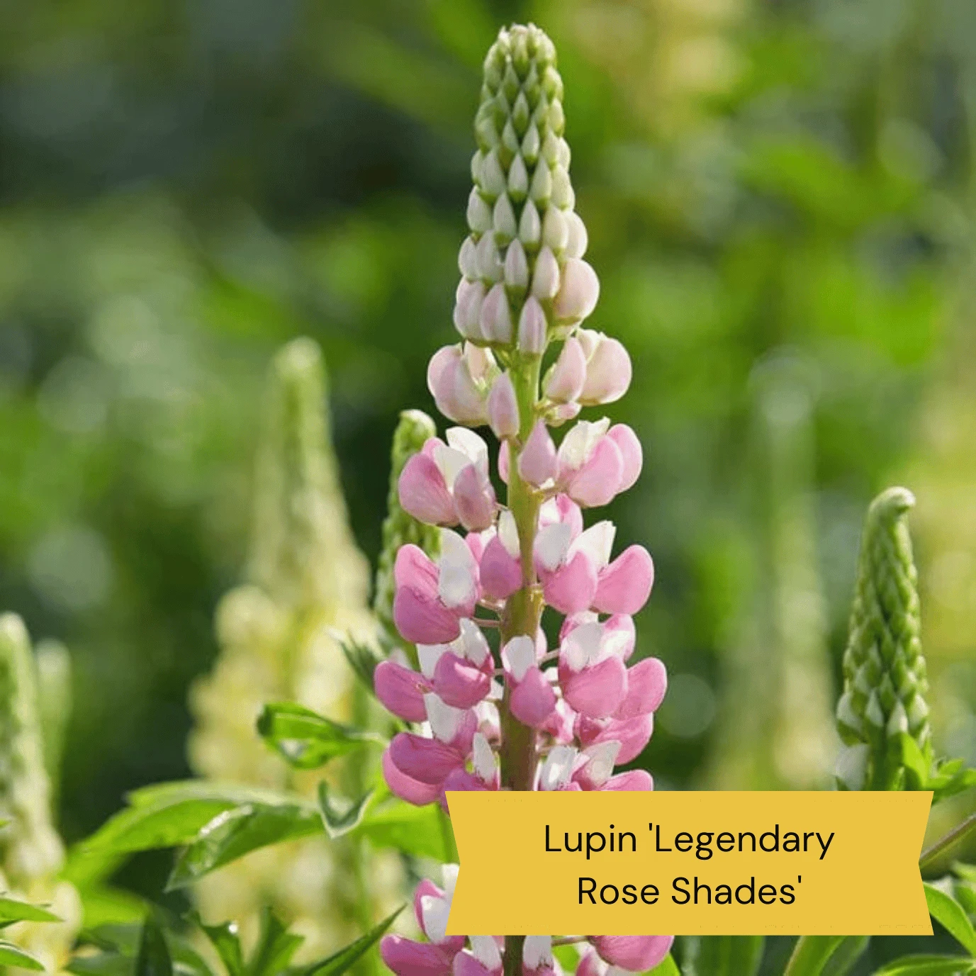 Top Tall Perennials | Plants For Height And Structure - Image 2