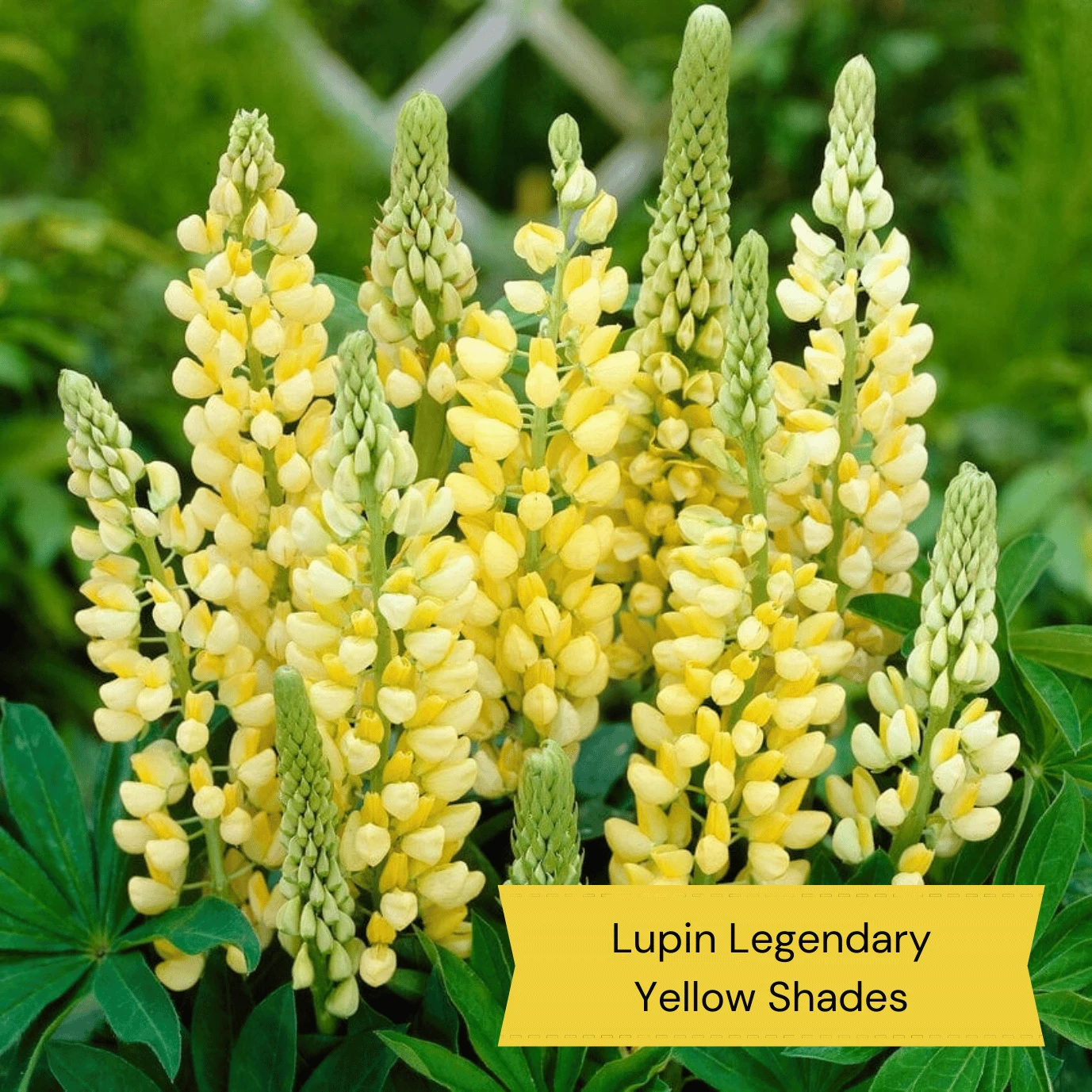 Top Tall Perennials | Plants For Height And Structure - Image 4