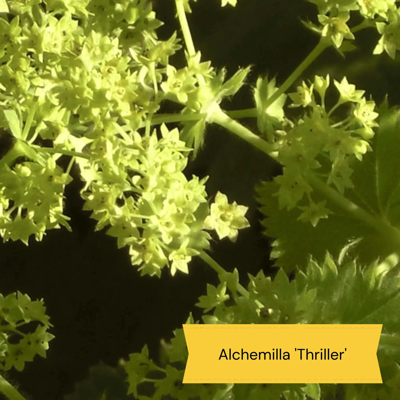 Best Ground Cover Plants | A Carpet Of Flowers - Image 10