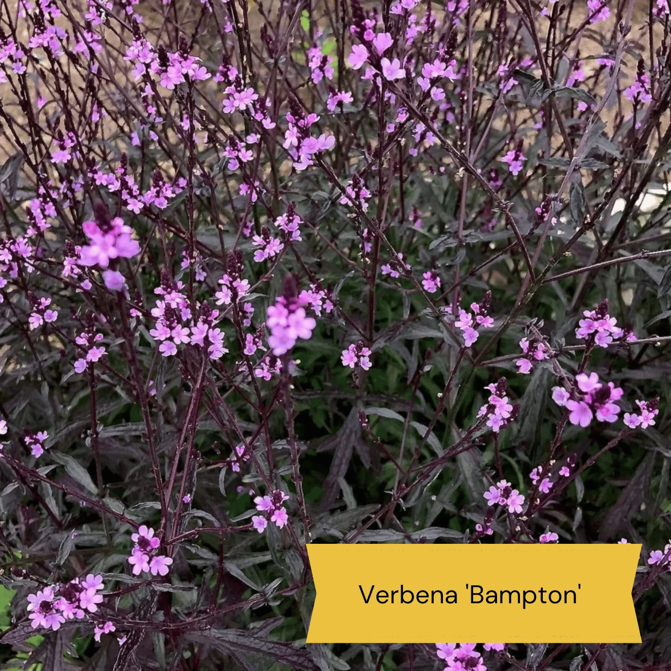 Best Tall Flowers | Perennials For Colour And Height - Image 10