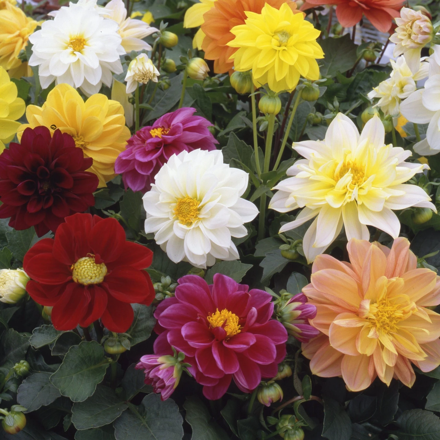 40 Mixed Dahlia 'Figaro' Plug Plants - Image 4