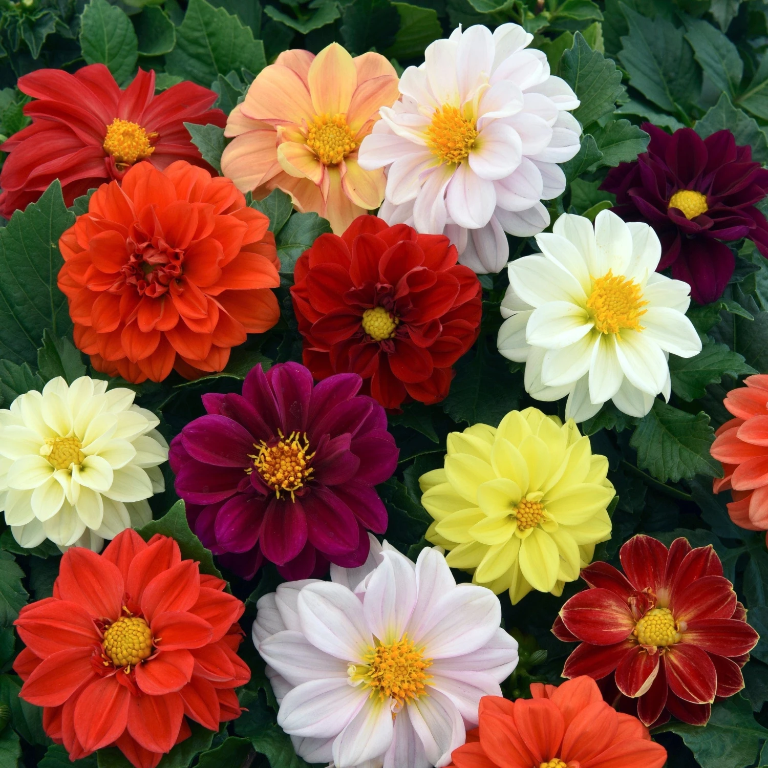 40 Mixed Dahlia 'Figaro' Plug Plants - Image 3