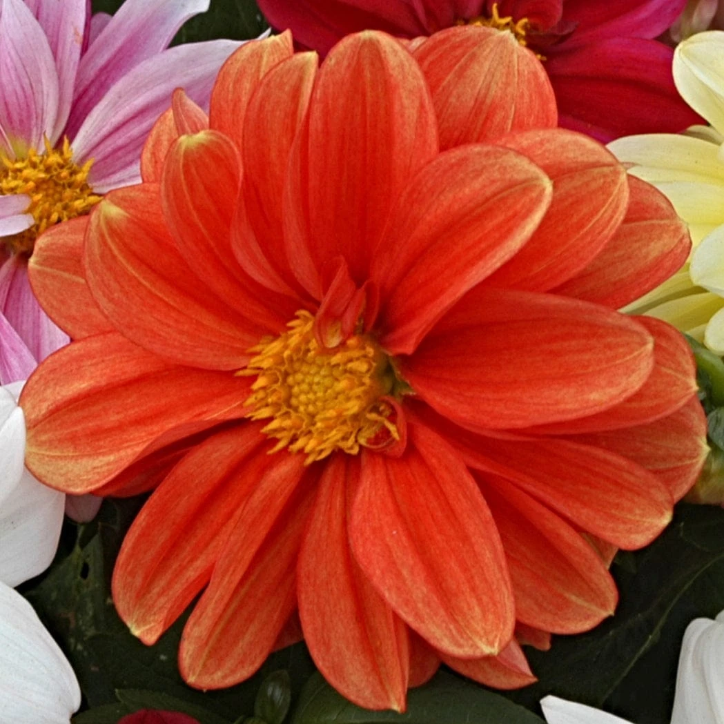 40 Mixed Dahlia 'Figaro' Plug Plants - Image 2