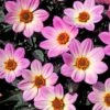Dahlia 'Happy Days Pink' Jumbo Plug Plants