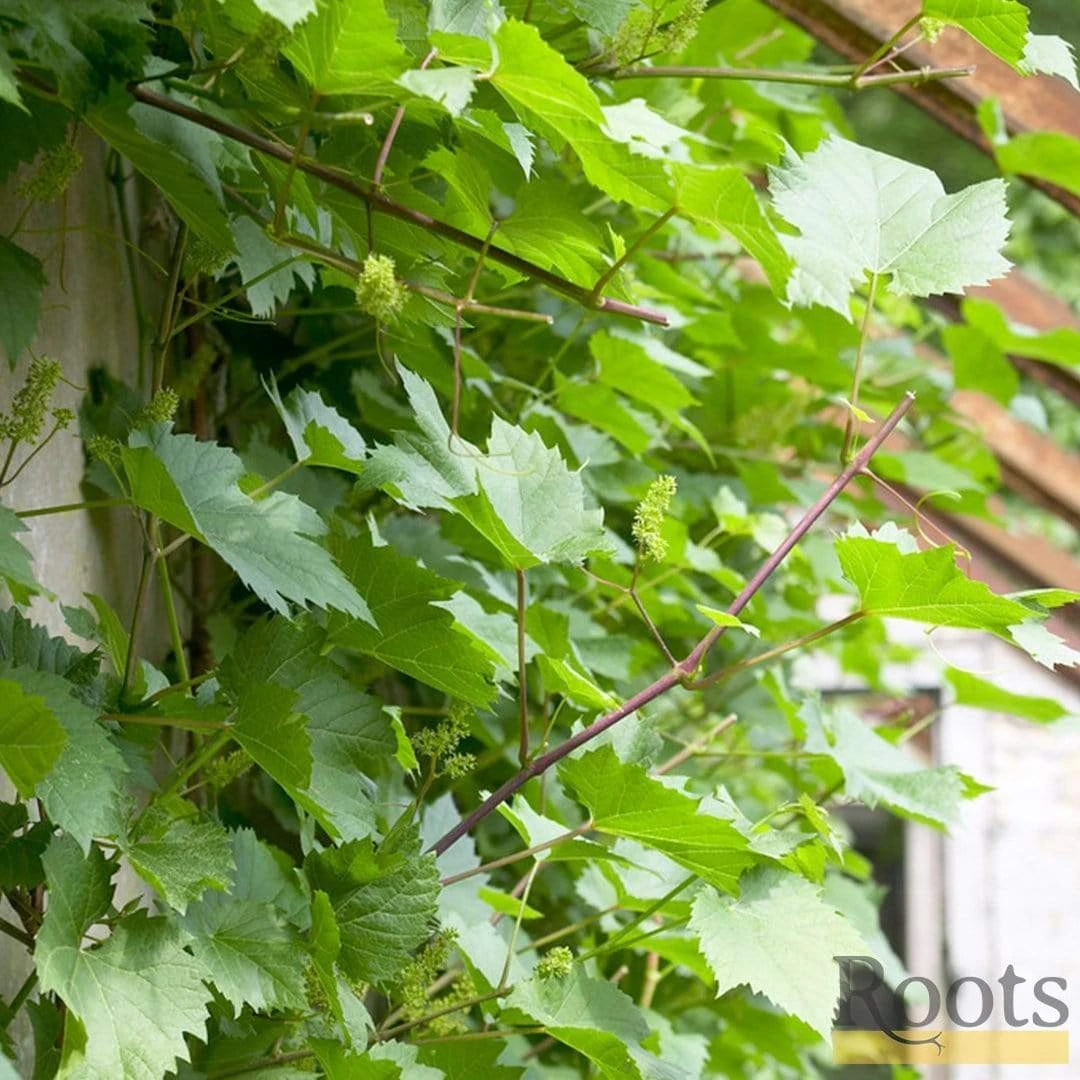 'Crimson Seedless' Outdoor Grape Vine - Image 2