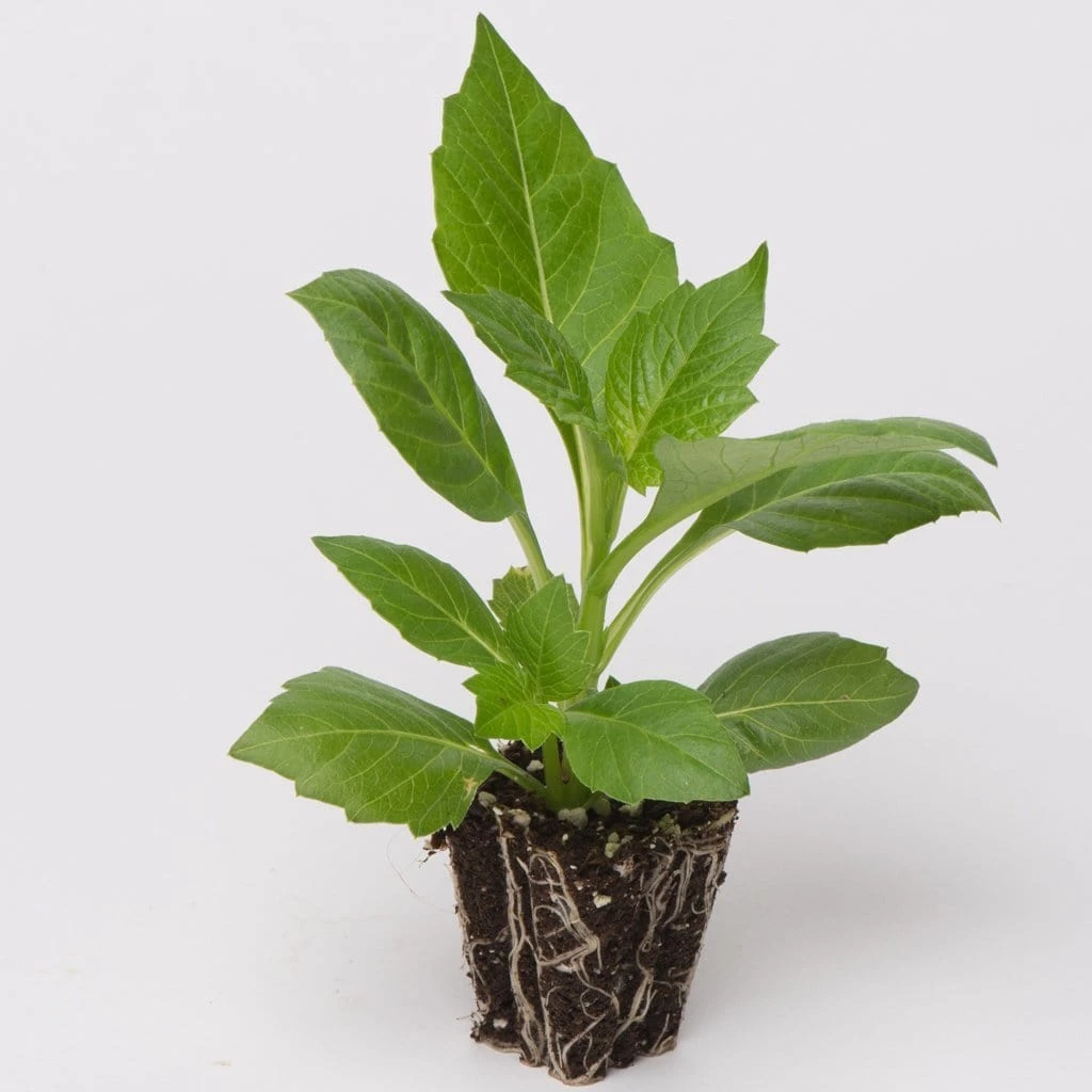 40 Mixed Dahlia 'Figaro' Plug Plants - Image 6