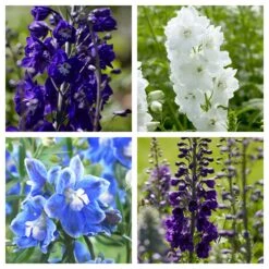 Delphinium Camelot Collection