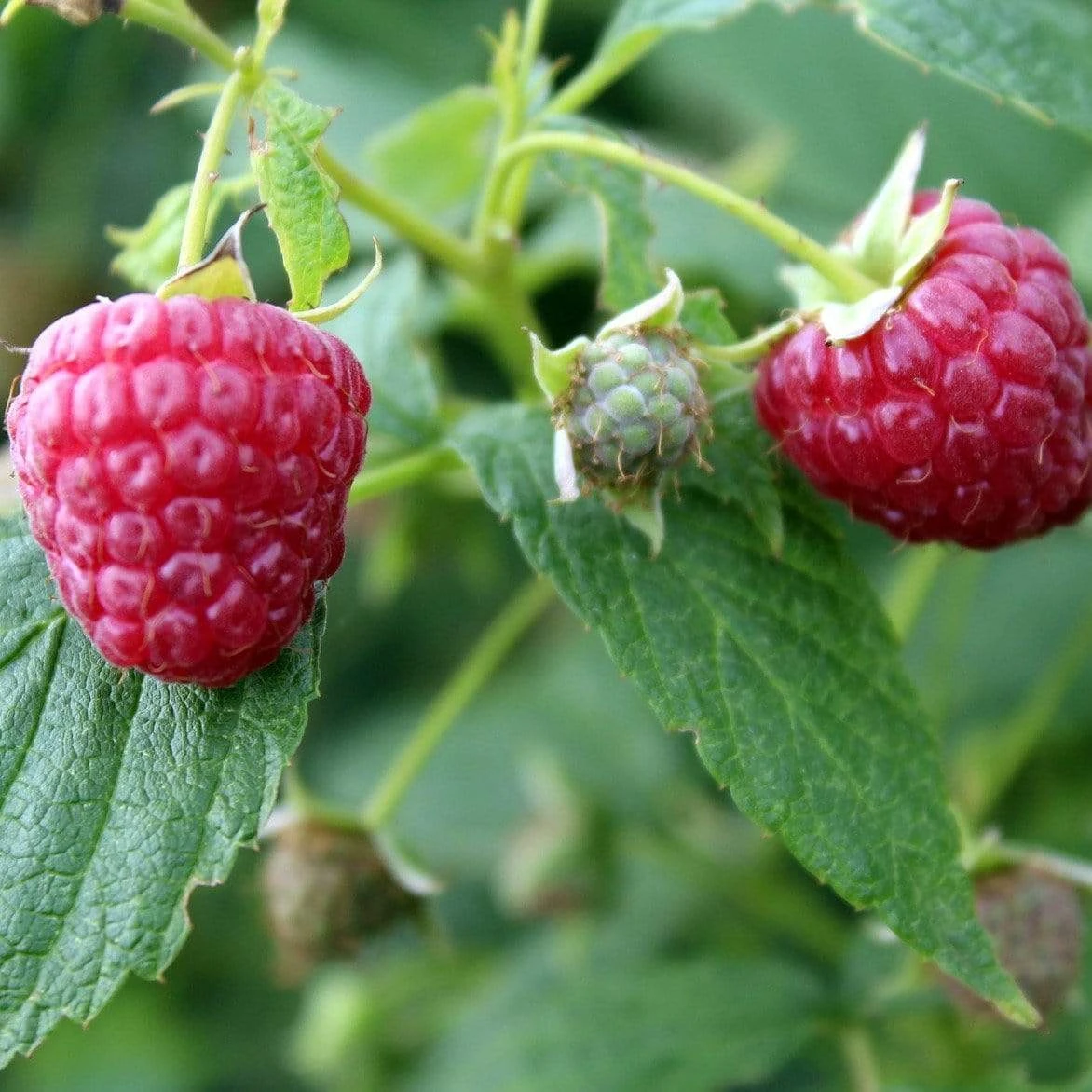 Award Winning Raspberry Canes | Growers' Choice - Image 3