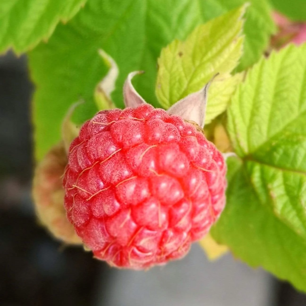 Award Winning Raspberry Canes | Growers' Choice - Image 5