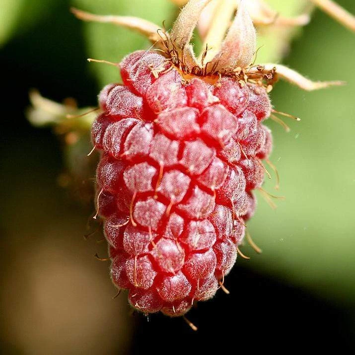 Thornless Loganberry Plant - Image 3