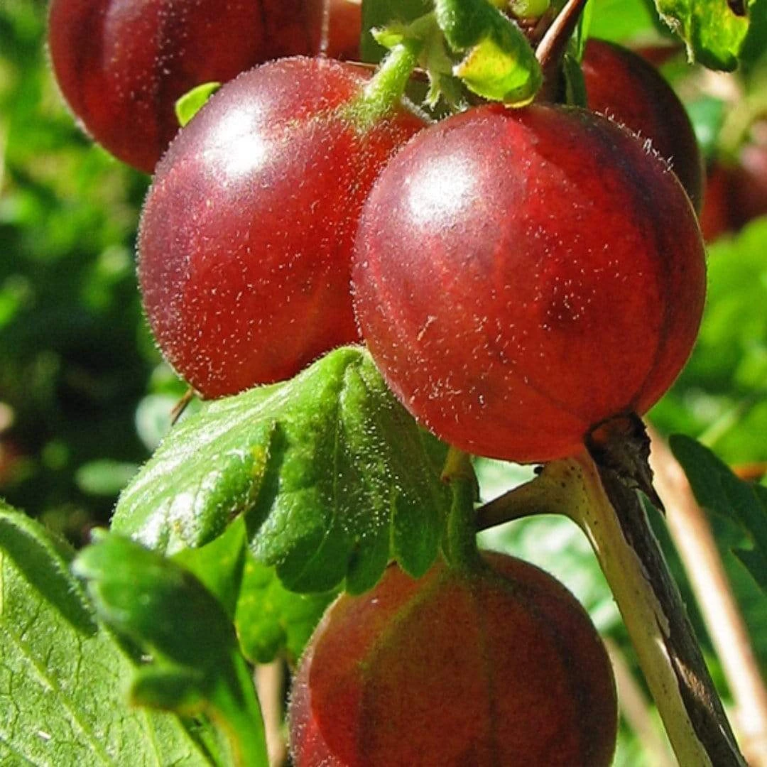Hinnonmaki Red Gooseberry Bush - Image 2