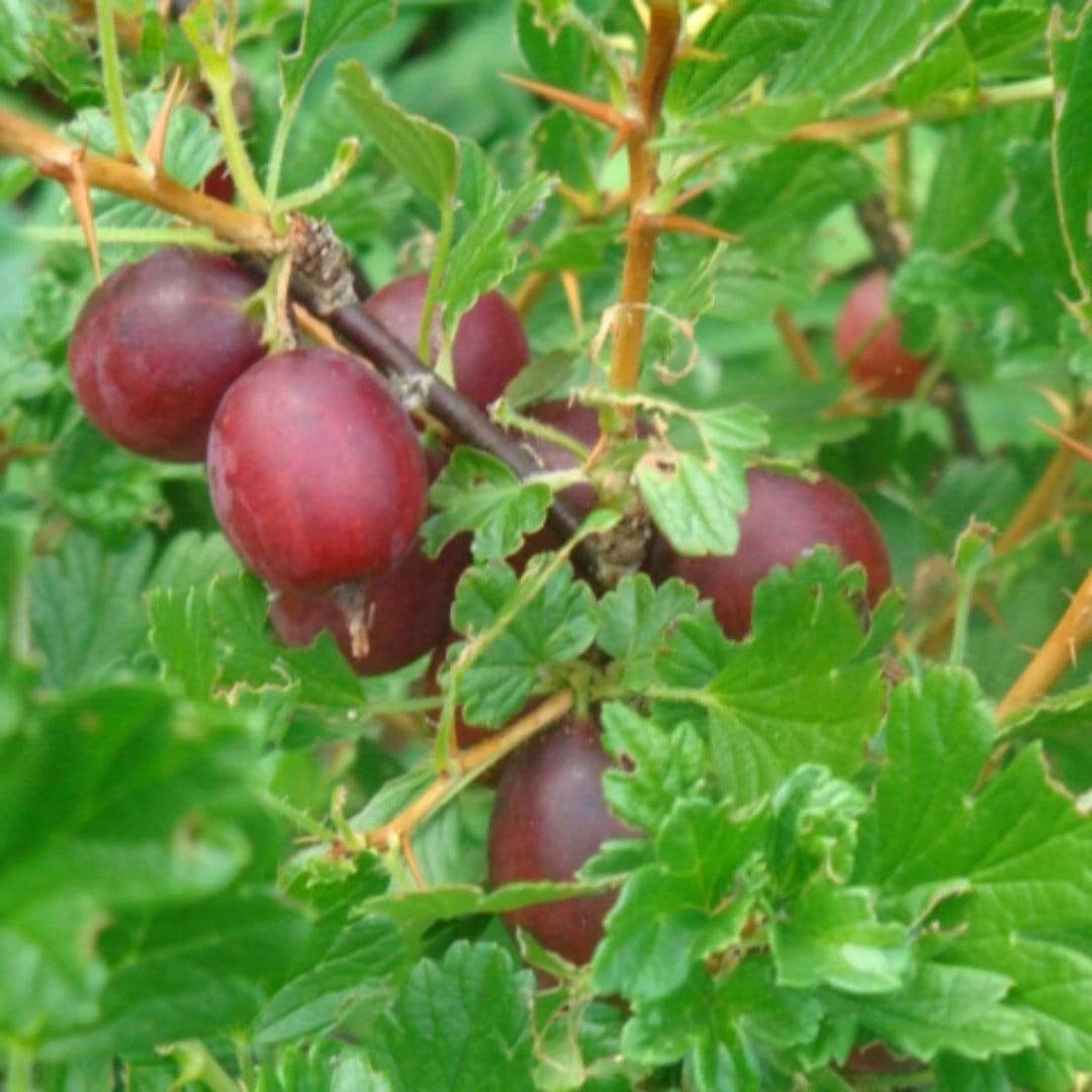 Hinnonmaki Red Gooseberry Bush - Image 3
