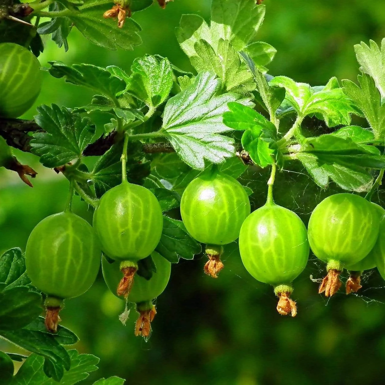 Complete Gooseberry Collection | Red, White & Green - Image 3