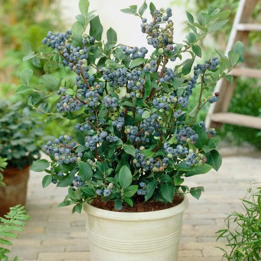 All Season Blueberry Plants Collection - Image 3