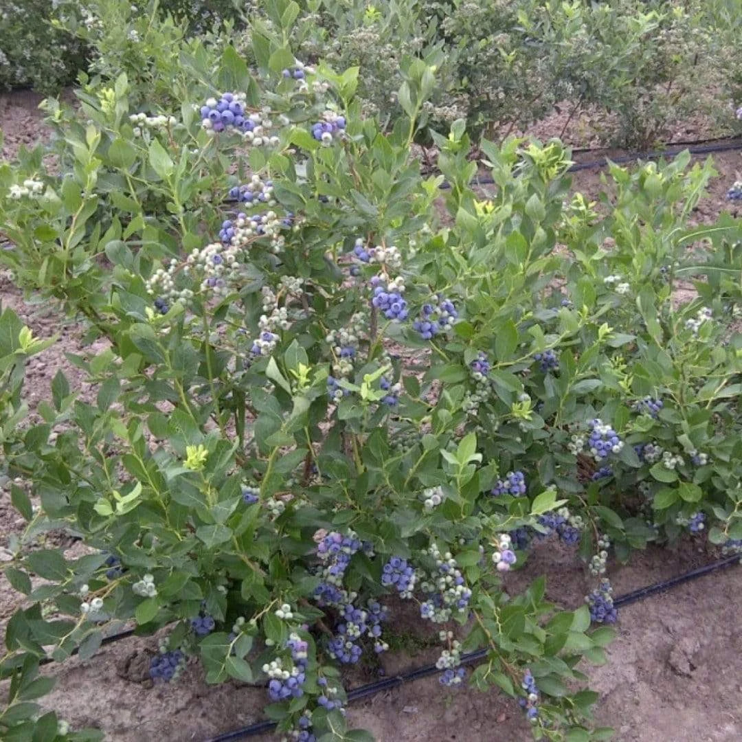 Duke Blueberry Bush