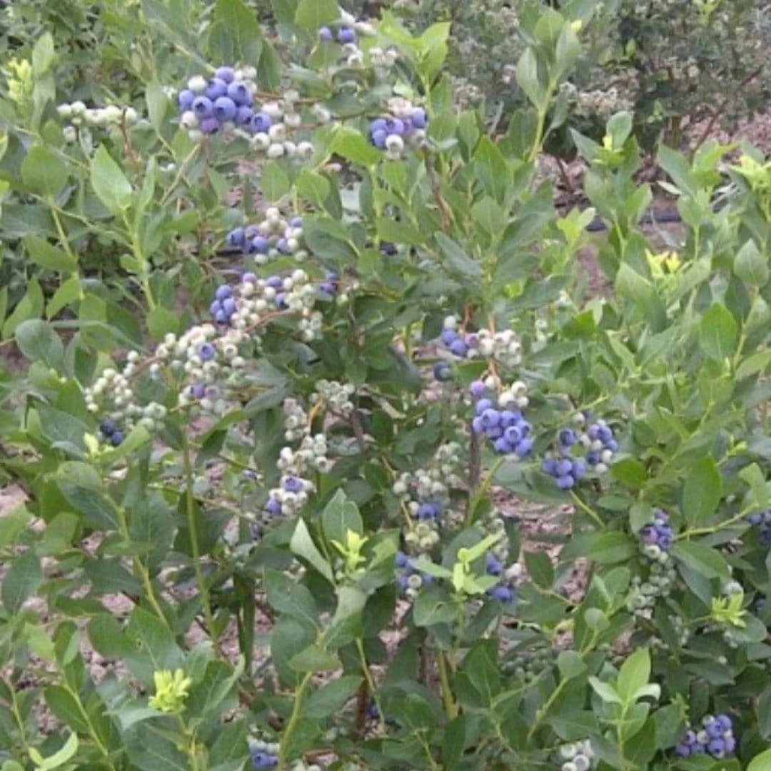Duke Blueberry Bush - Image 3