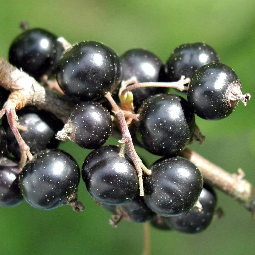 Ben Connan Blackcurrant Bush - Image 3