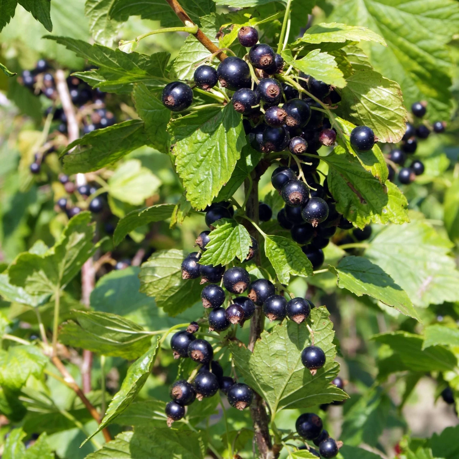 Ben Connan Blackcurrant Bush - Image 2