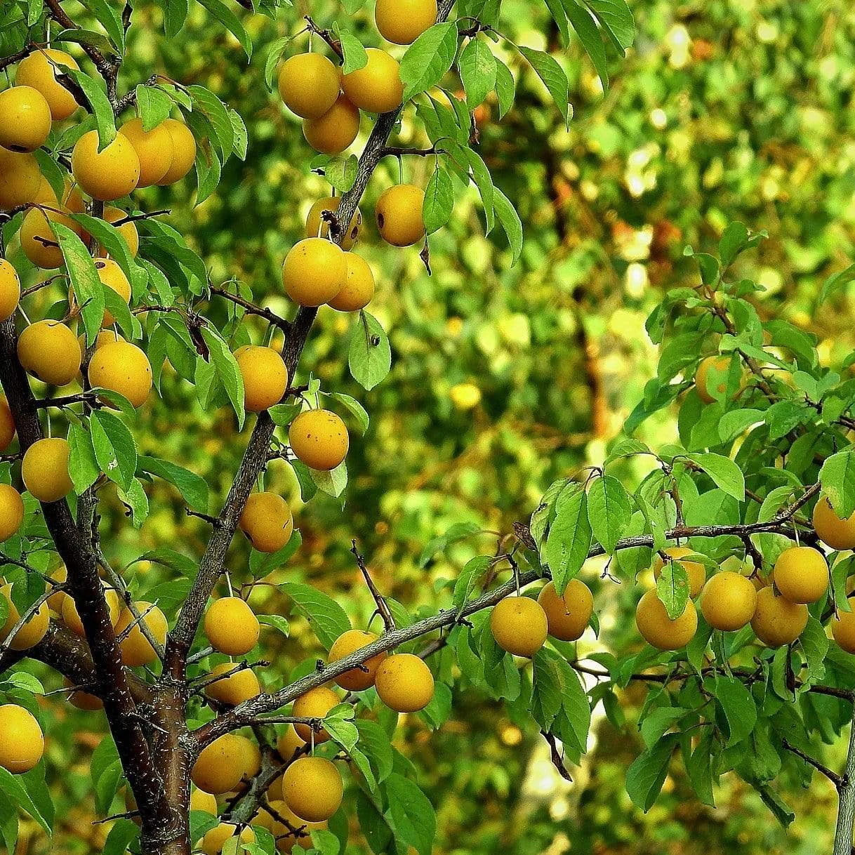 Oullins Golden Gage Plum Tree - Image 5
