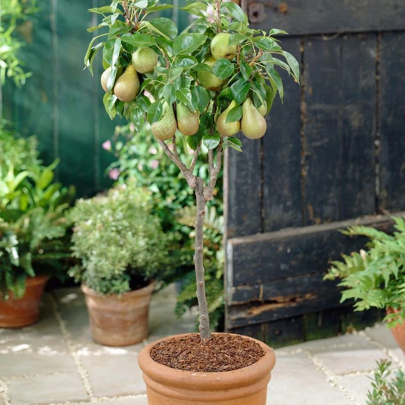 Mini Orchard Collection | Cherry, Pear & Plum Trees - Image 7
