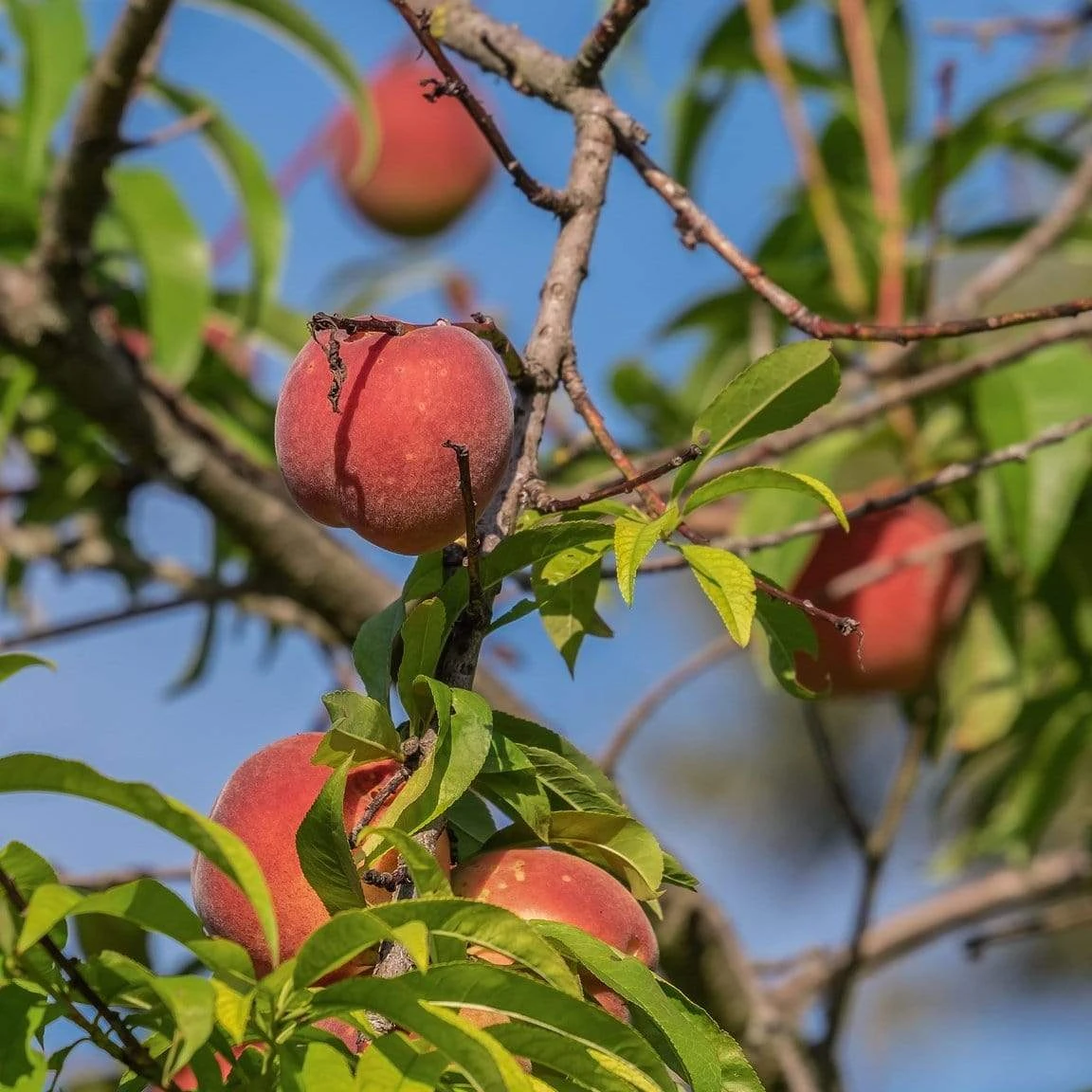 Red Haven Peach Tree - Image 2