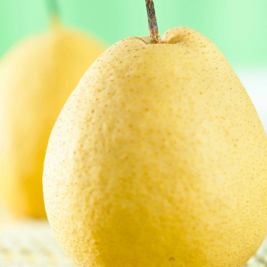 Kumoi' Asian Pear Tree | Nashi Pear - Image 3