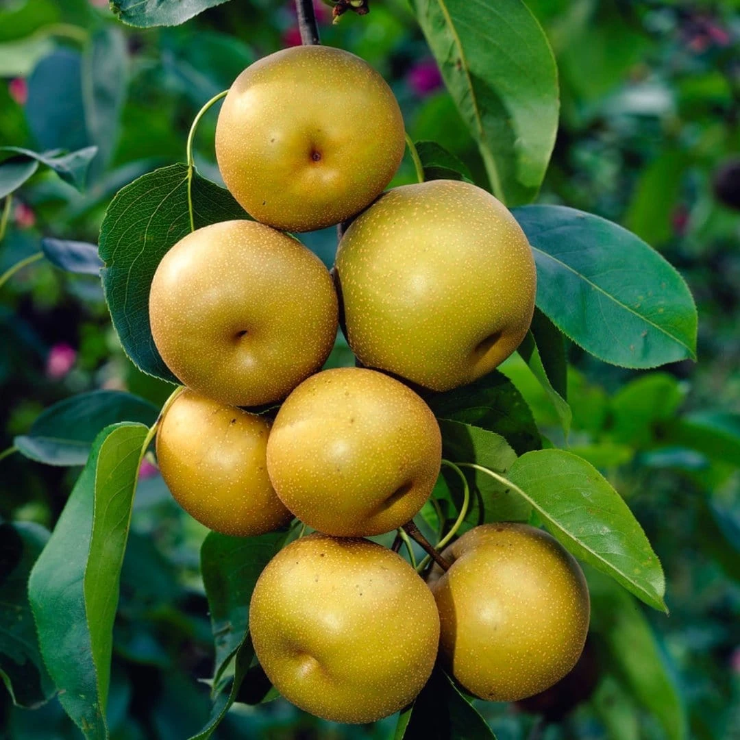 Kumoi' Asian Pear Tree | Nashi Pear - Image 2