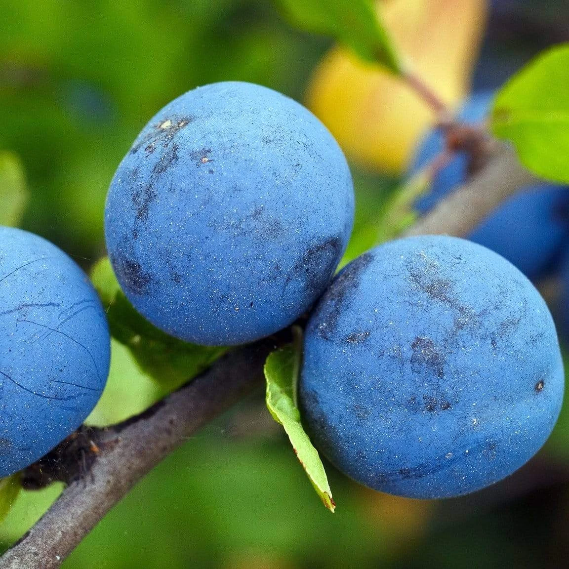 Farleigh Damson Tree - Image 2