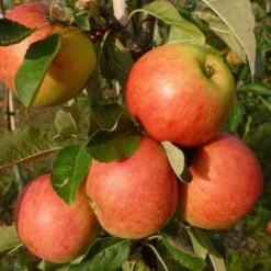 James Grieve Apple Tree | Dwarf Rootstock