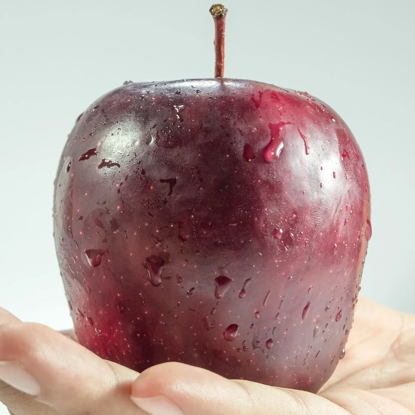 Spartan Apple Tree - Image 3