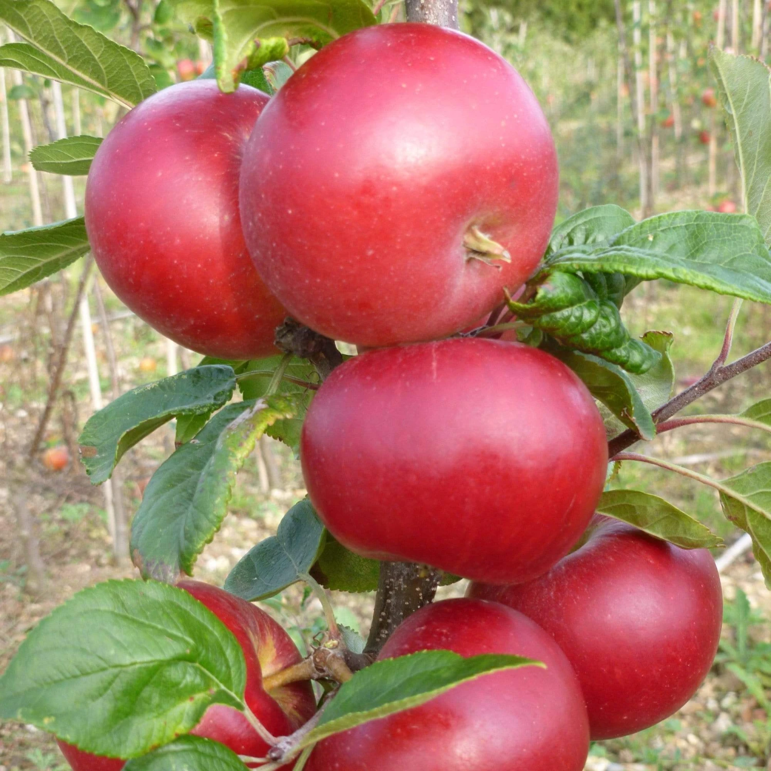 Red Devil Apple Tree - Image 3