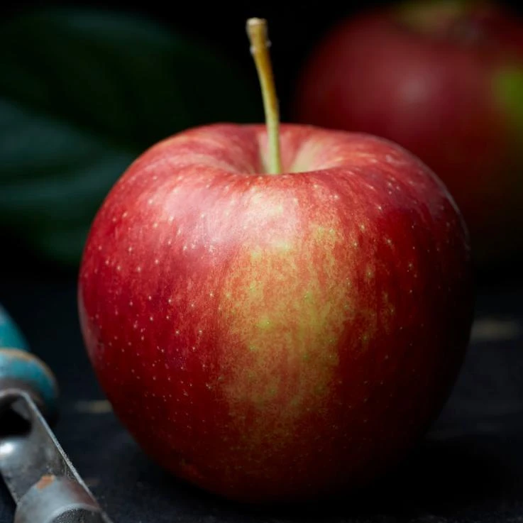 Jonagold Apple Tree - Image 3