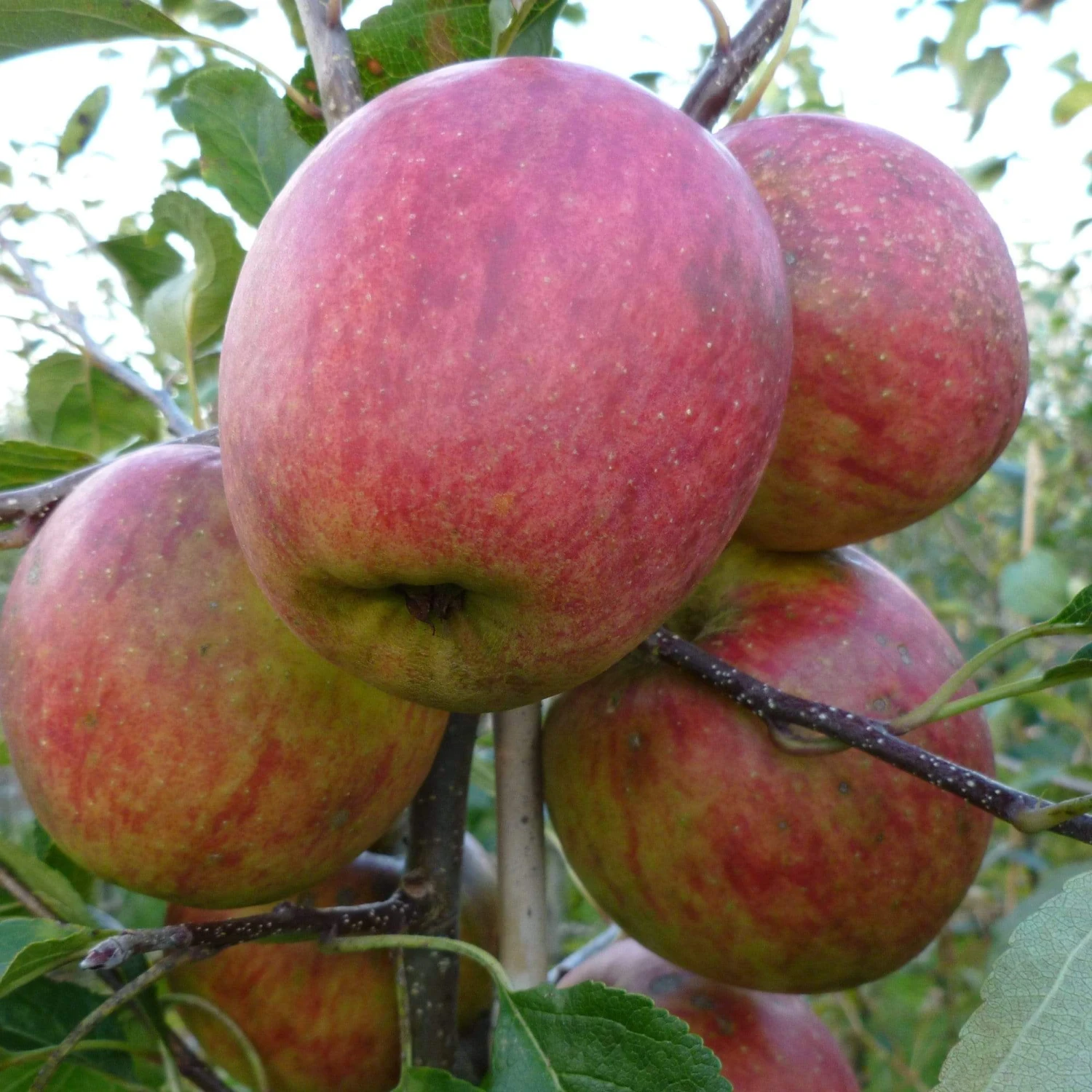Falstaff Apple Tree - Image 3