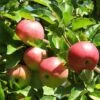 'Discovery' Semi-Dwarf Apple Tree