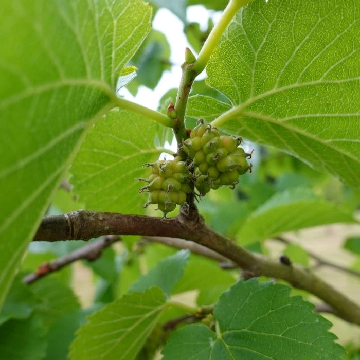 'King James' Mulberry Tree | Morus Nigra - Image 4