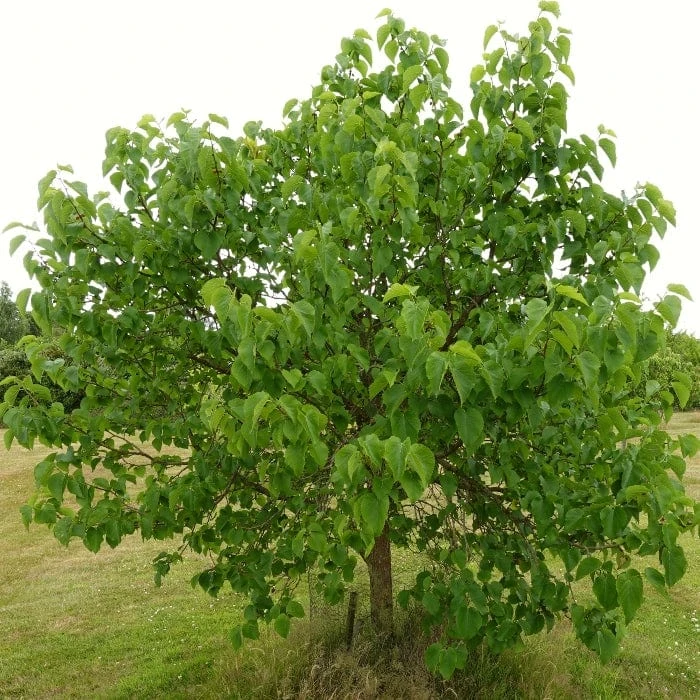 'King James' Mulberry Tree | Morus Nigra - Image 7