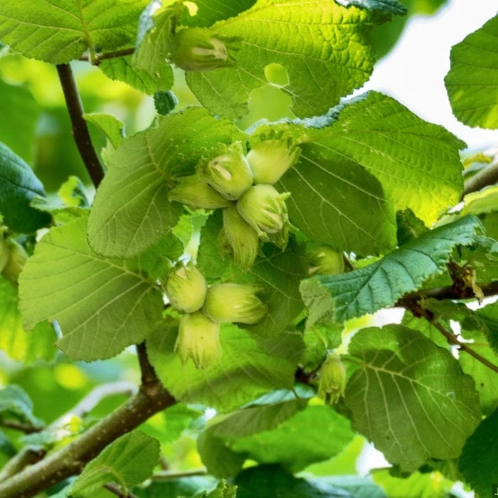 A Completely Edible Hedge | 3/5/10/20m Packs - Image 4