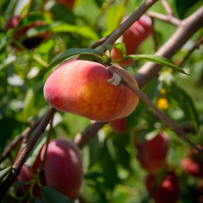 'Saturne' Peach Tree - Image 2