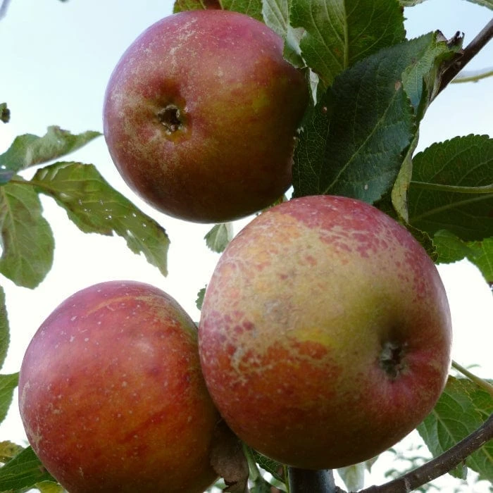 'Queen Cox' Apple Tree - Image 4