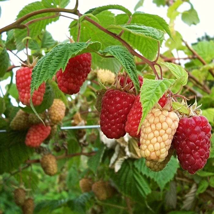 'Cascade Delight' Raspberry Plant