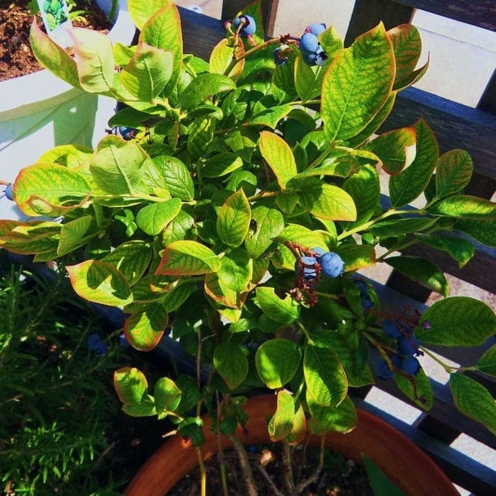 'Earliblue' Blueberry Bush - Image 2